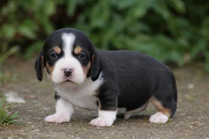 Small Swiss Hound — young puppy (~1 mo)