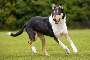 Smooth Collie — running