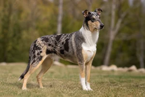 Smooth Collie — adult