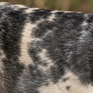 Smooth Collie — coat texture