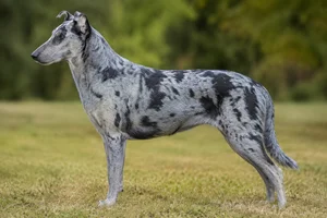 Smooth Collie — Blue Merle coat