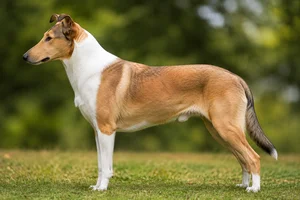 Smooth Collie — Sable & White coat