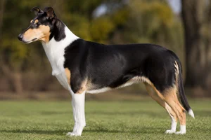 Smooth Collie — Tricolor coat