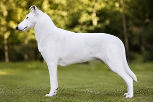 Smooth Collie — White coat