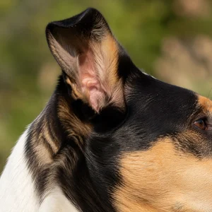 Smooth Collie — ears