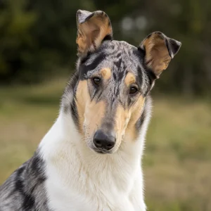 Smooth Collie — alert