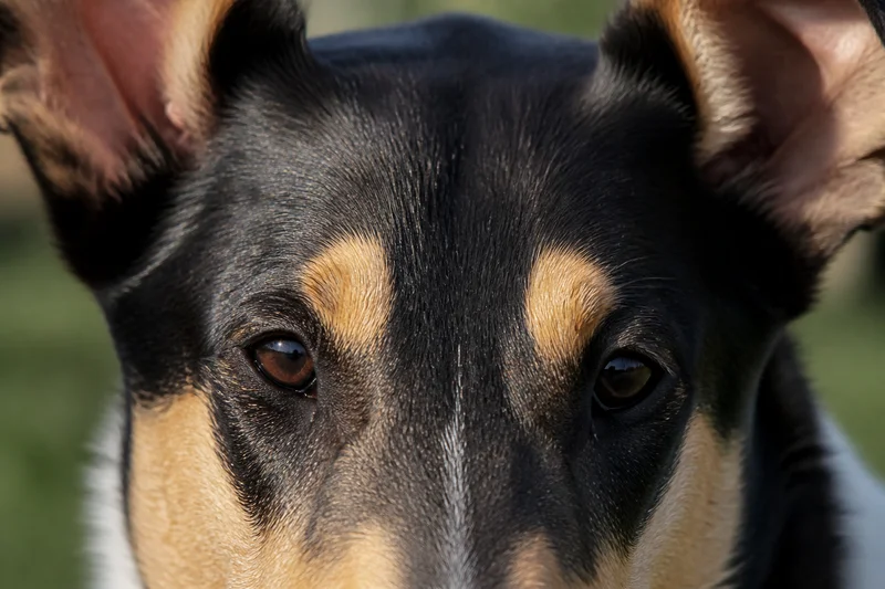 Smooth Collie — eyes