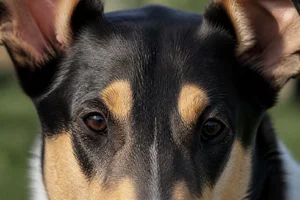 Smooth Collie — eyes