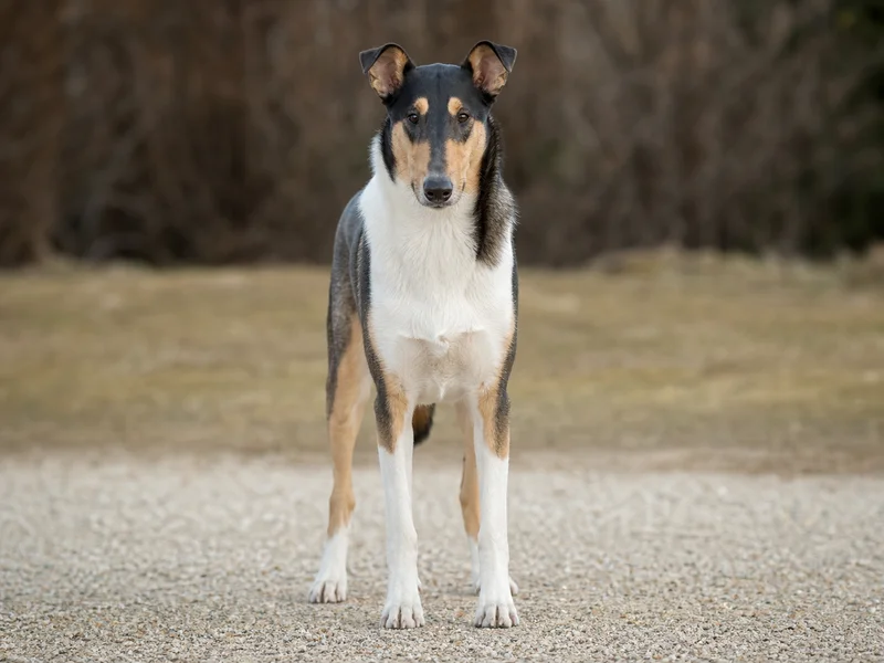Smooth Collie — front