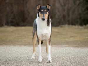 Smooth Collie — front