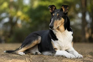 Smooth Collie — lying down