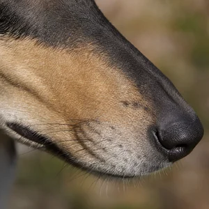 Smooth Collie — nose
