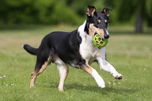 Smooth Collie — playing
