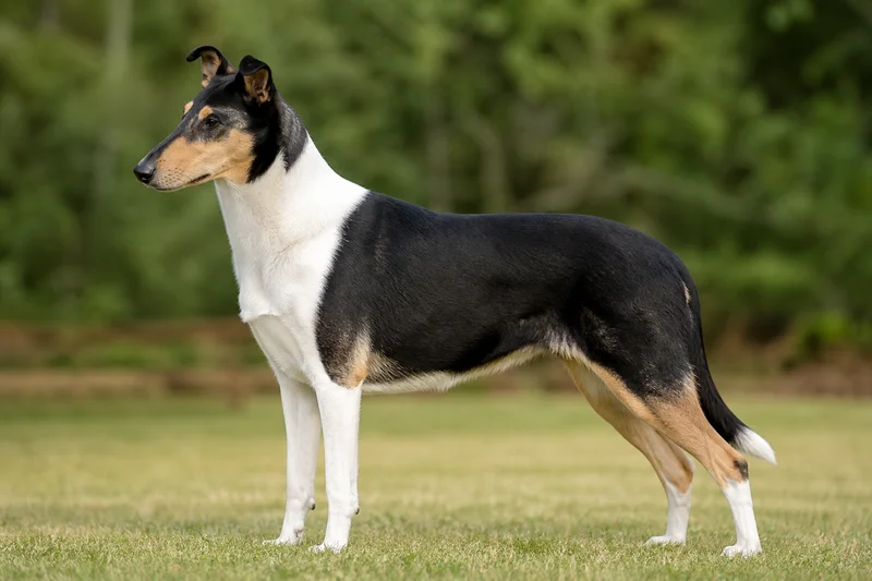 Smooth Collie — side