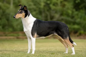 Smooth Collie dog