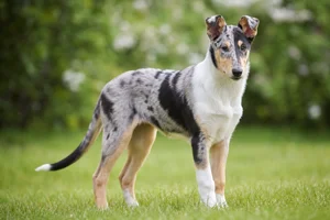 Smooth Collie — puppy (~4 mo)