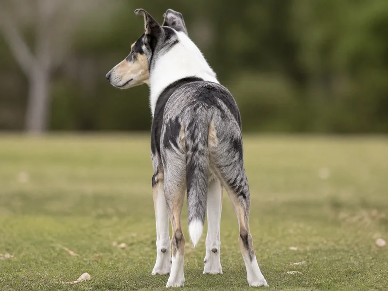Smooth Collie — rear