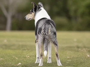 Smooth Collie — rear