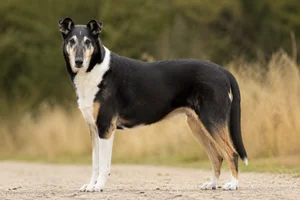 Smooth Collie — senior