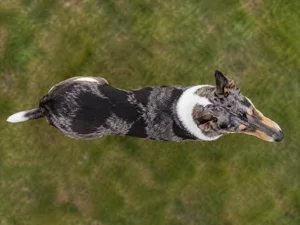 Smooth Collie — top