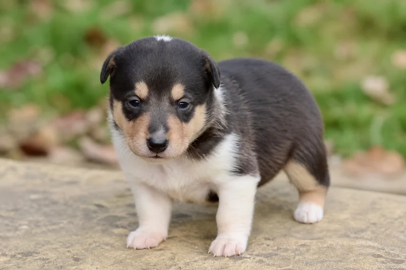 Smooth Collie — young puppy (~1 mo)