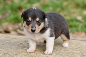 Smooth Collie — young puppy (~1 mo)