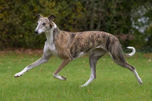 Spanish Greyhound — running