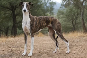 Spanish Greyhound — adult
