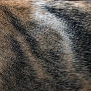 Spanish Greyhound — coat texture