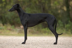 Spanish Greyhound — black coat