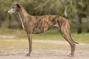 Spanish Greyhound — brindle coat
