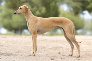 Spanish Greyhound — fawn coat