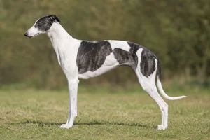 Spanish Greyhound — pied coat