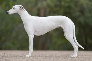 Spanish Greyhound — white coat