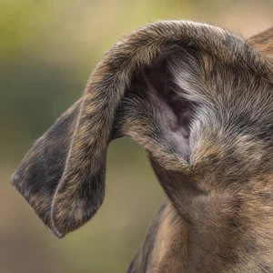 Spanish Greyhound — ears