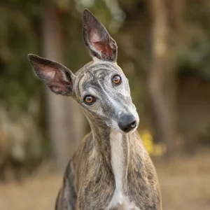 Spanish Greyhound — alert