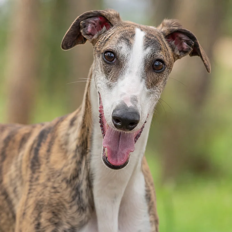 Spanish Greyhound — happy