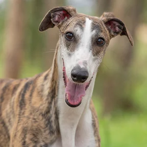 Spanish Greyhound — happy