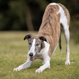 Spanish Greyhound — playful