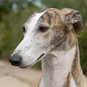 Spanish Greyhound — relaxed