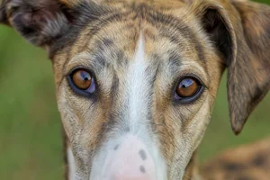 Spanish Greyhound — eyes
