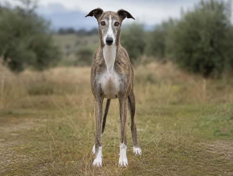 Spanish Greyhound — front