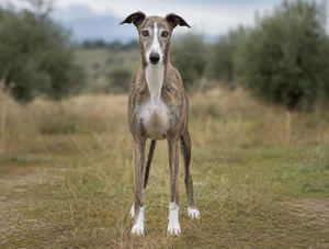 Spanish Greyhound breed photo