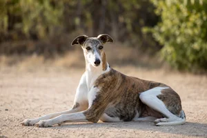 Spanish Greyhound — lying down