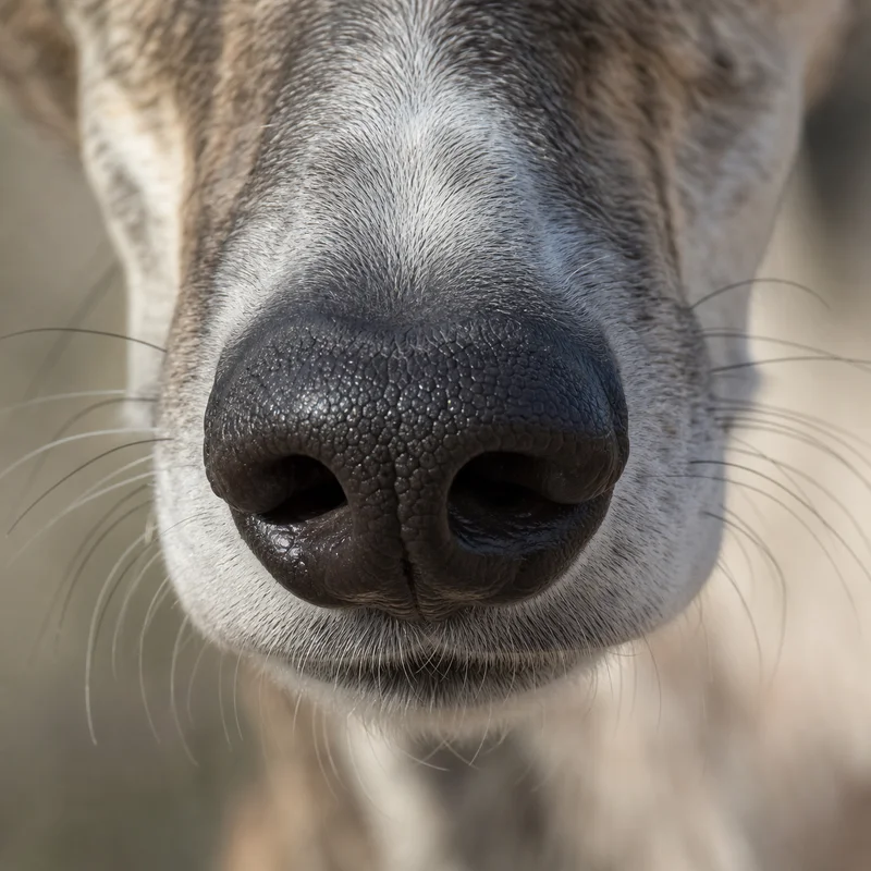 Spanish Greyhound — nose