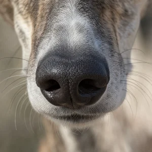 Spanish Greyhound — nose