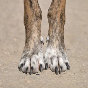 Spanish Greyhound — paws