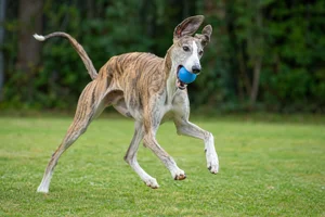 Spanish Greyhound — playing