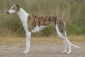 Spanish Greyhound dog