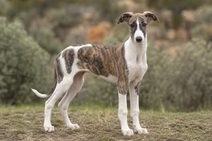 Spanish Greyhound — puppy (~4 mo)